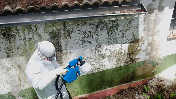 Trusted Mold Remediation service in Nashville, IL - Cheap Mold Removal